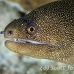 moray_goldentail_lphr_gc_h_0174_cay4086.jpg